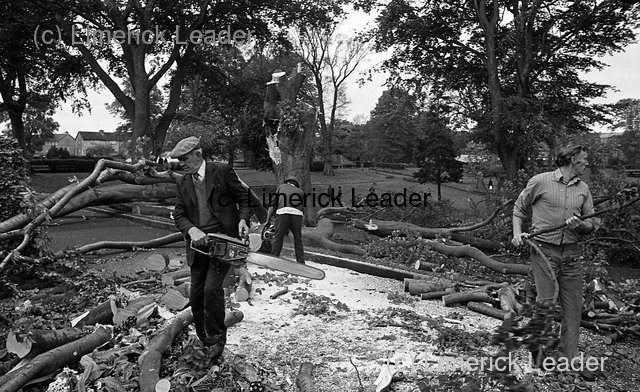 Tree Clearing in Peoples Park | From Limerick With Love